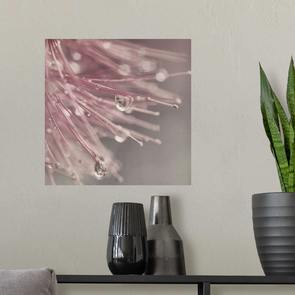 A modern room featuring Close up of water drops on pink flower.