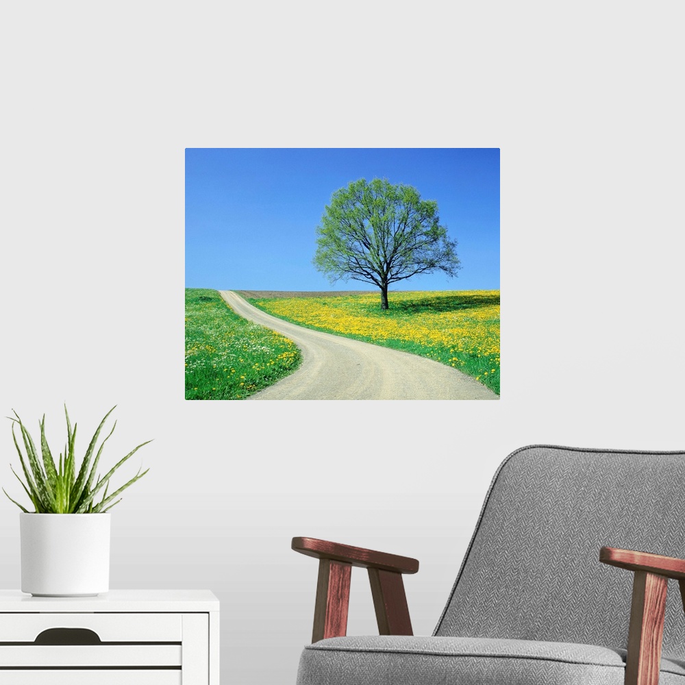 A modern room featuring Country Road And Tree, Spring