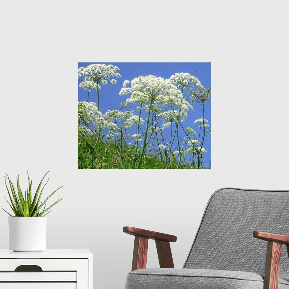 A modern room featuring Cow parsnip on summer flower meadow; green, blue and white only mixing to delightfully fresh summ...