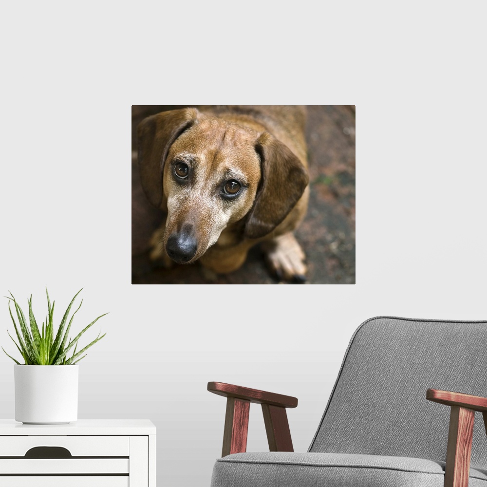 A modern room featuring Dachshund looking up