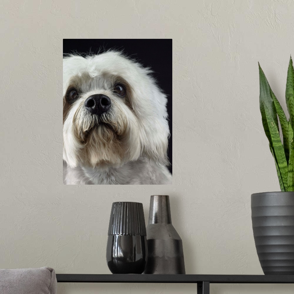 A modern room featuring Dandie Dinmonts Terrier