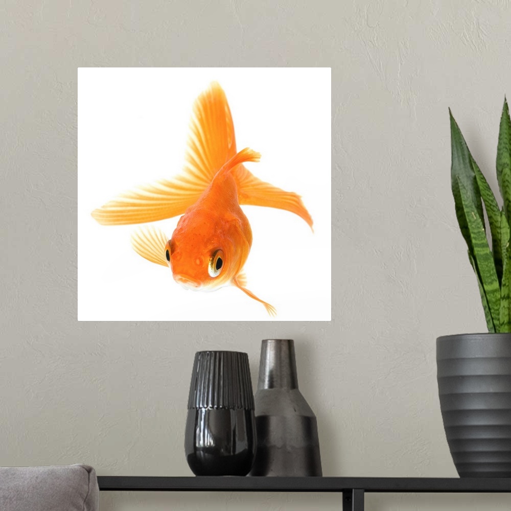 A modern room featuring Fantail goldfish (Carassius auratus)