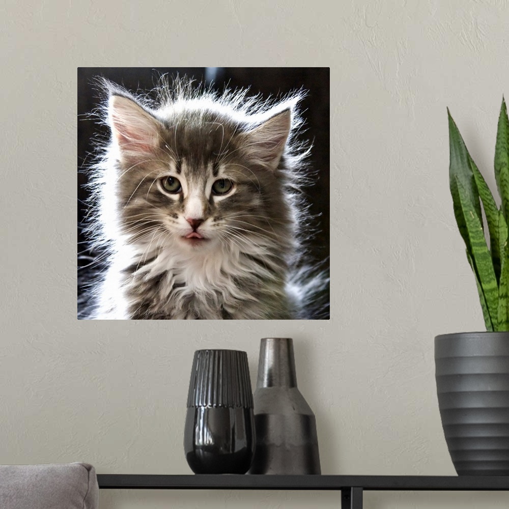 A modern room featuring Fluffy kitten with tongue out