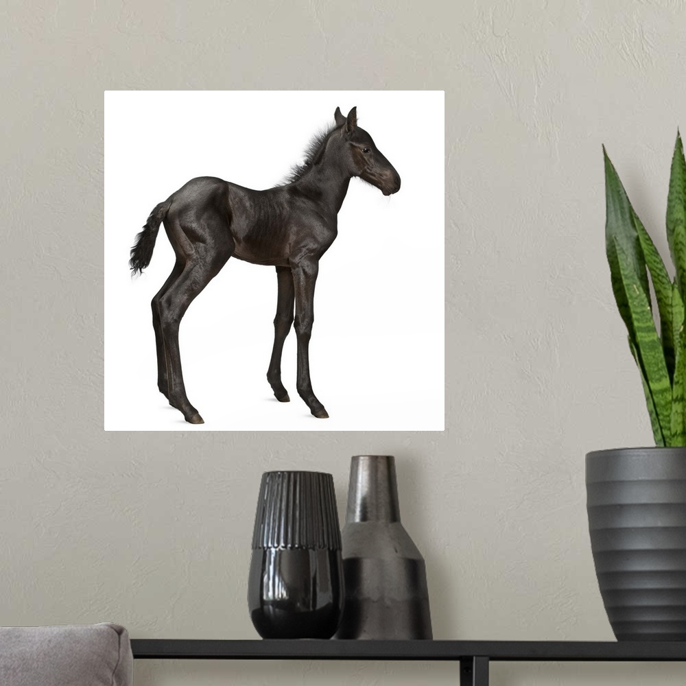 A modern room featuring Foal (1 week old)