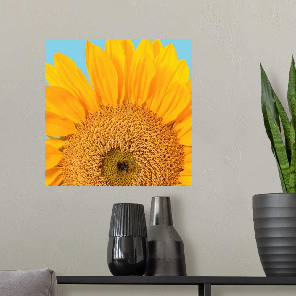 A modern room featuring Fragment of a single sunflower head (Helianthus sp.) isolated on blue background. Studio shot.
