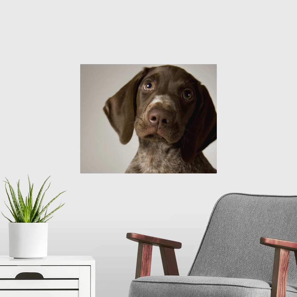 A modern room featuring German Short-Haired Pointer puppy, close-up