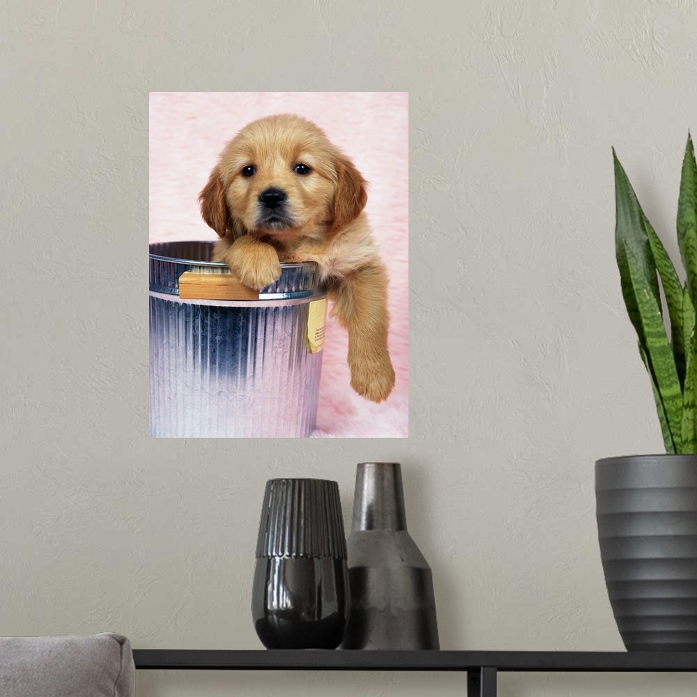 A modern room featuring Golden Retriever; is a relatively modern and very popular breed of dog.