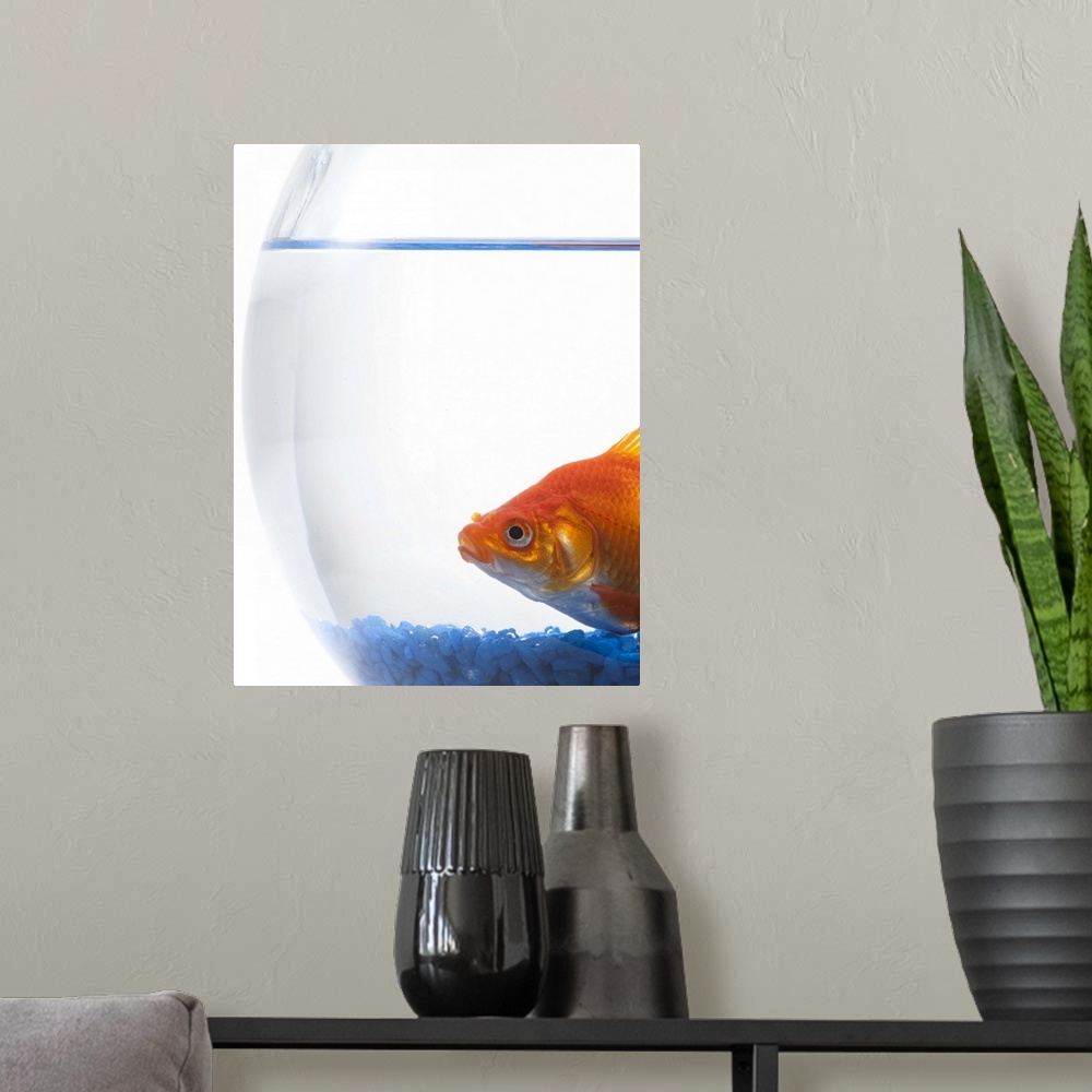 A modern room featuring Goldfish in bowl on white background