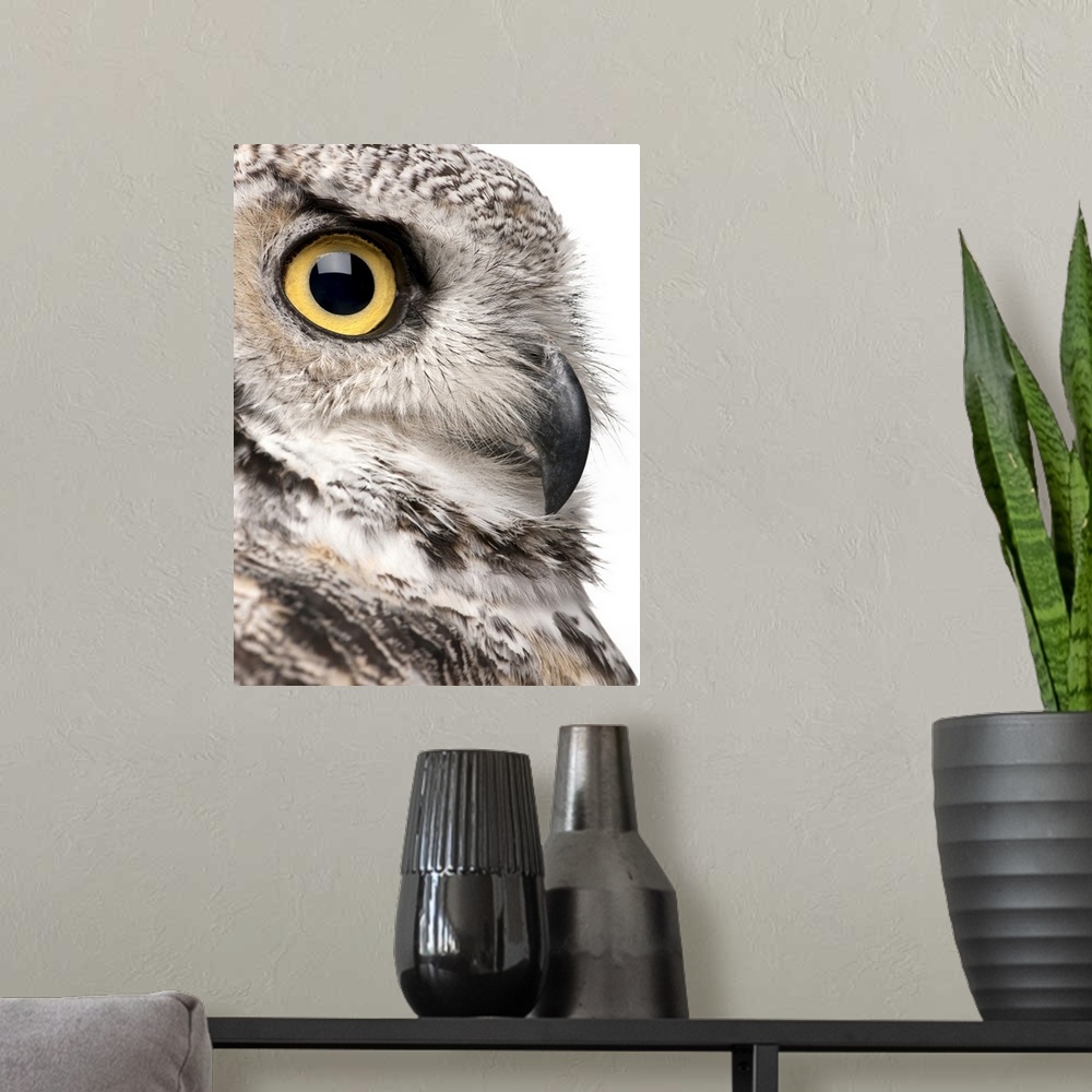 A modern room featuring Great Horned Owl - Bubo Virginianus Subarcticus