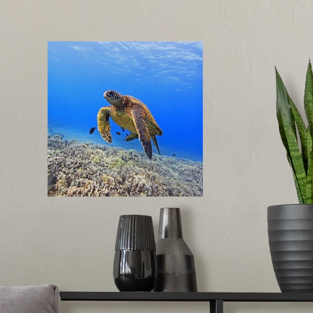 A modern room featuring Green sea turtle floating above coral reef.