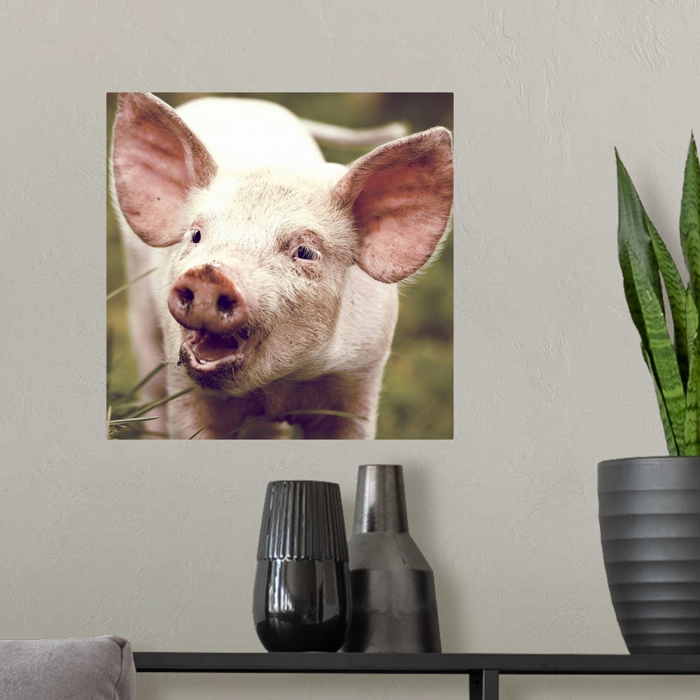 A modern room featuring Happy little piglet.