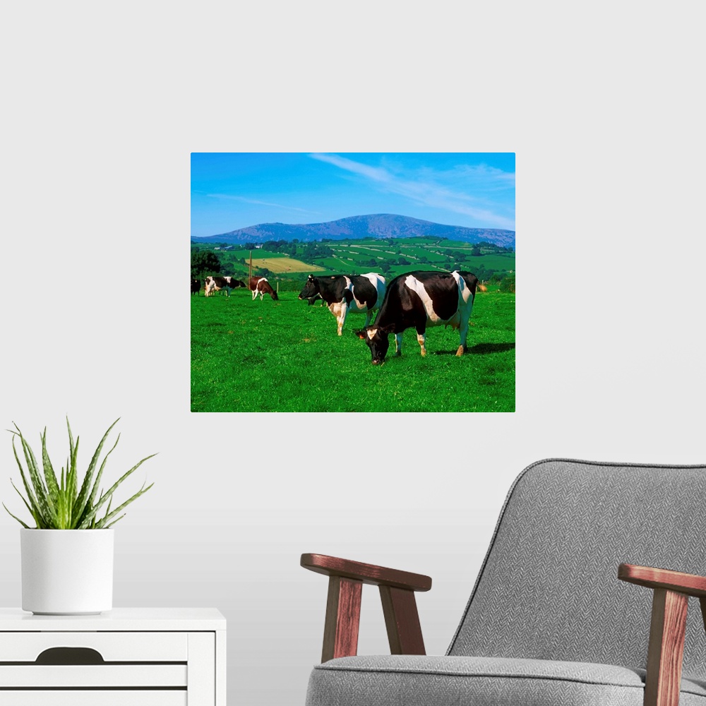 A modern room featuring Holstein-Friesian cows near Borris, County Carlow, Ireland