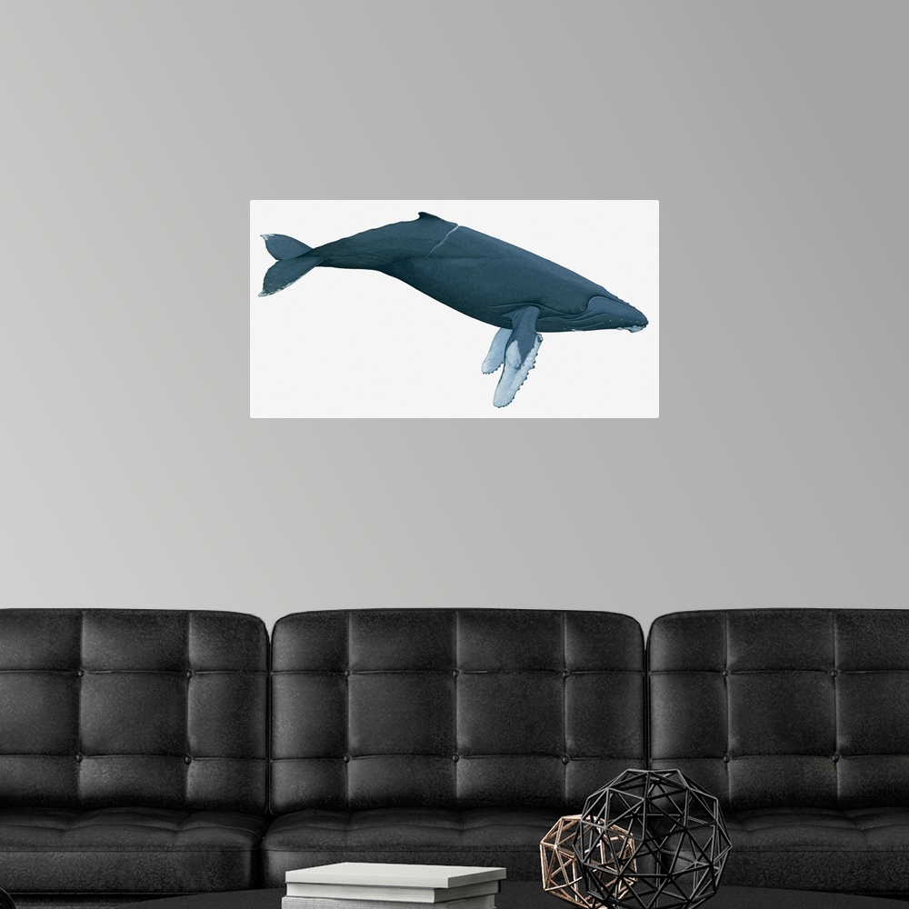 A modern room featuring Illustration of Humpback Whale (Megaptera novaeangliae)