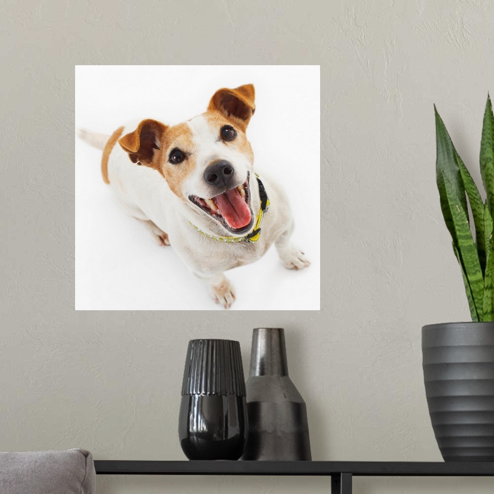 A modern room featuring Jack Russell Terrier Panting