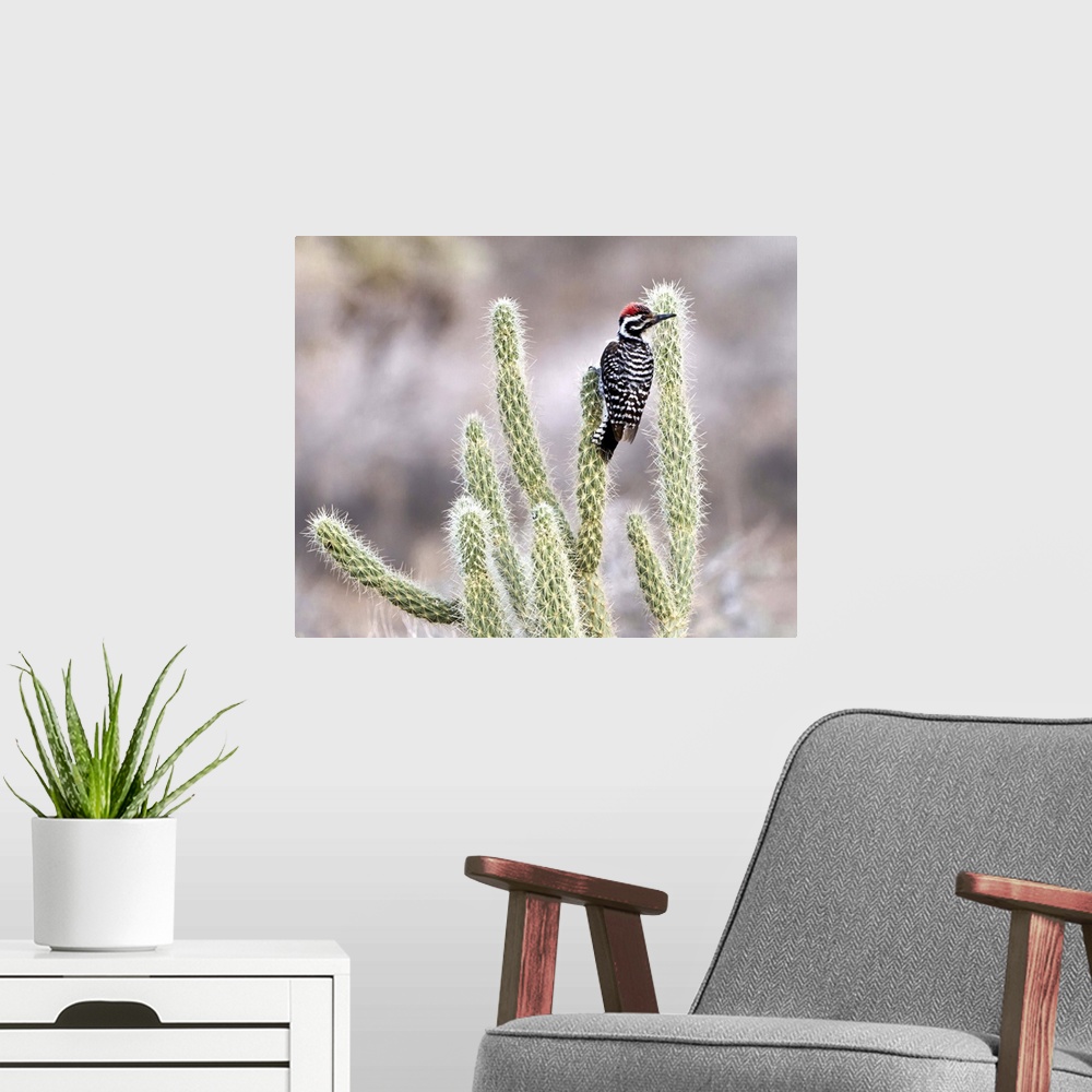 A modern room featuring Ladder backed woodpecker resting on Gander's Cholla in Vallecito in the Anza Borrego Desert, Cali...