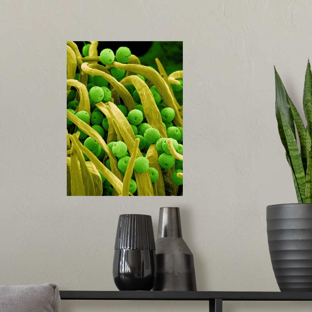 A modern room featuring Pollen on the pistil of Lady Bell plant at a magnification of x400.