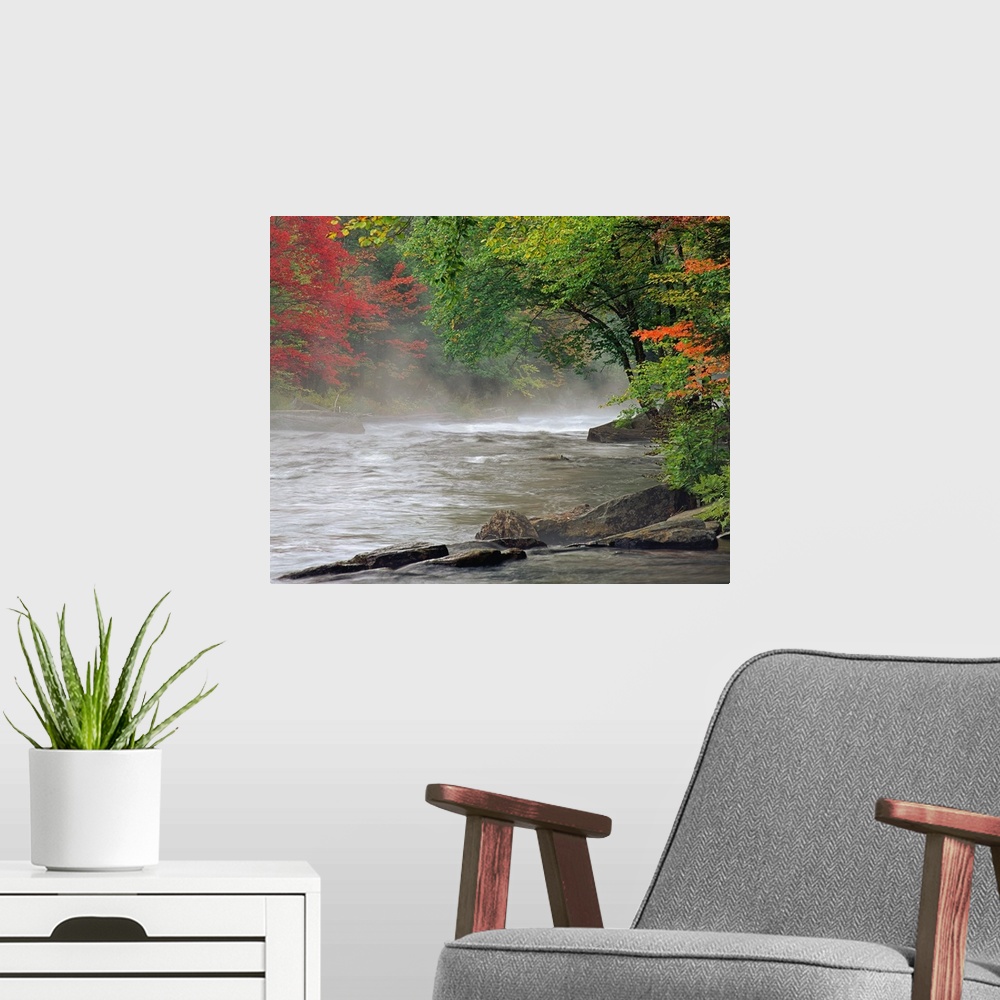 A modern room featuring Fall colored trees line a stream of rushing water with a thin layer of fog just above it.
