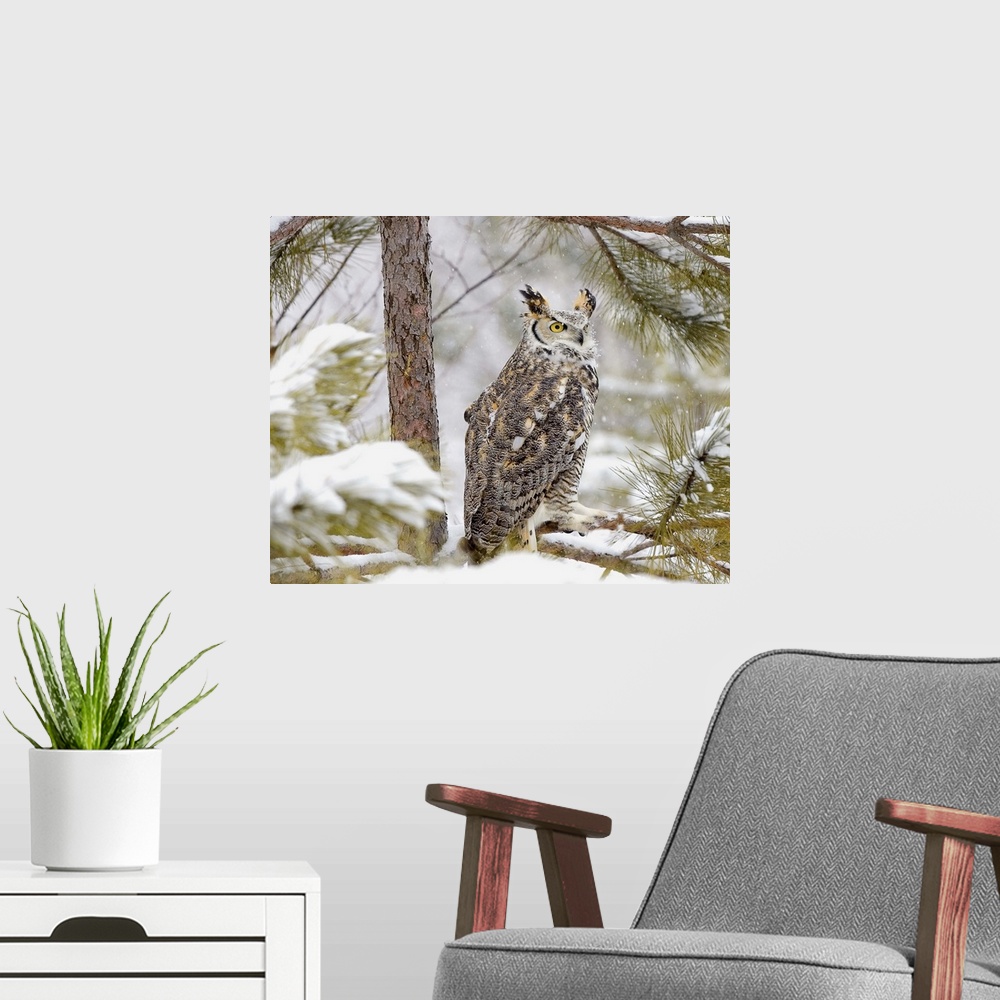 A modern room featuring Long eared owl sitting on a pine tree branch