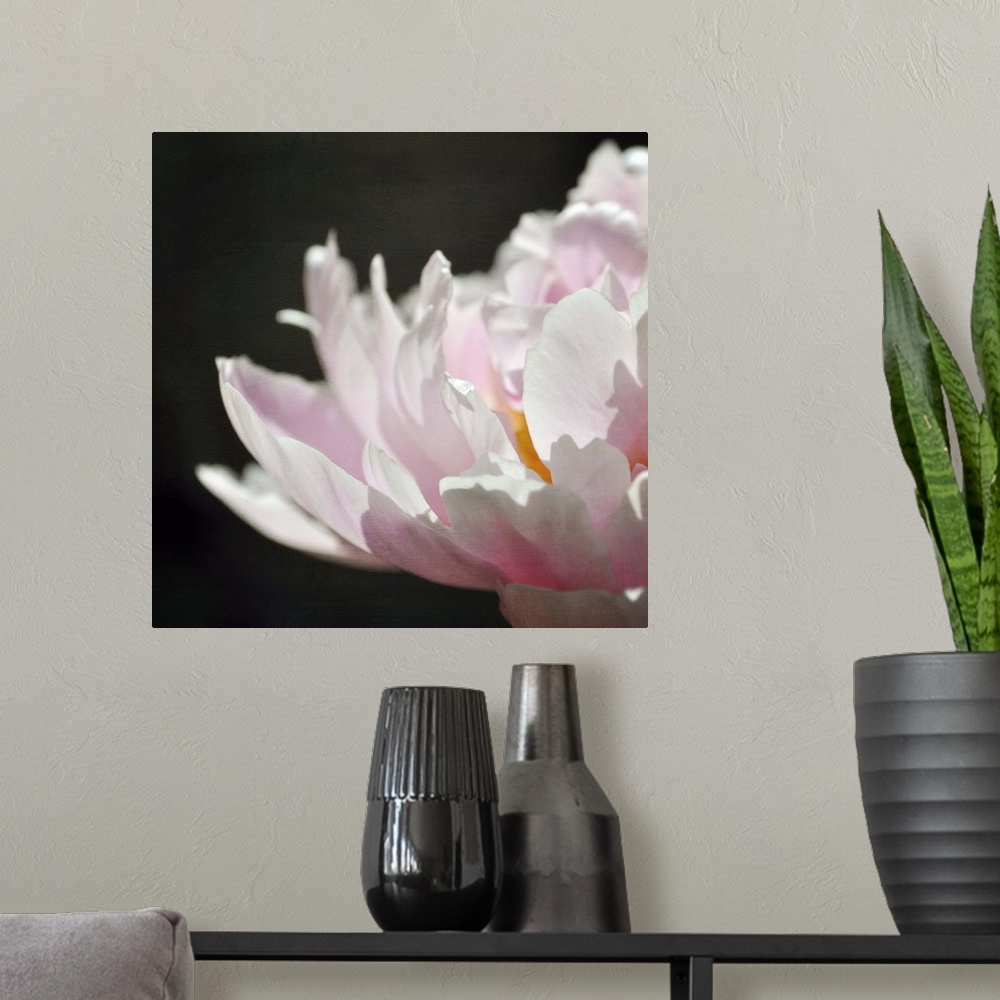 A modern room featuring Macro of pale pink petals in natural light against black background.