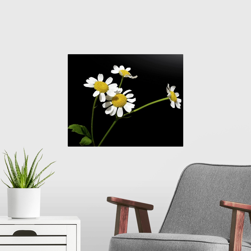 A modern room featuring Matricaria chamomilla, Chamomile.Medical plant Chamomile with four small blossoms, on black backg...