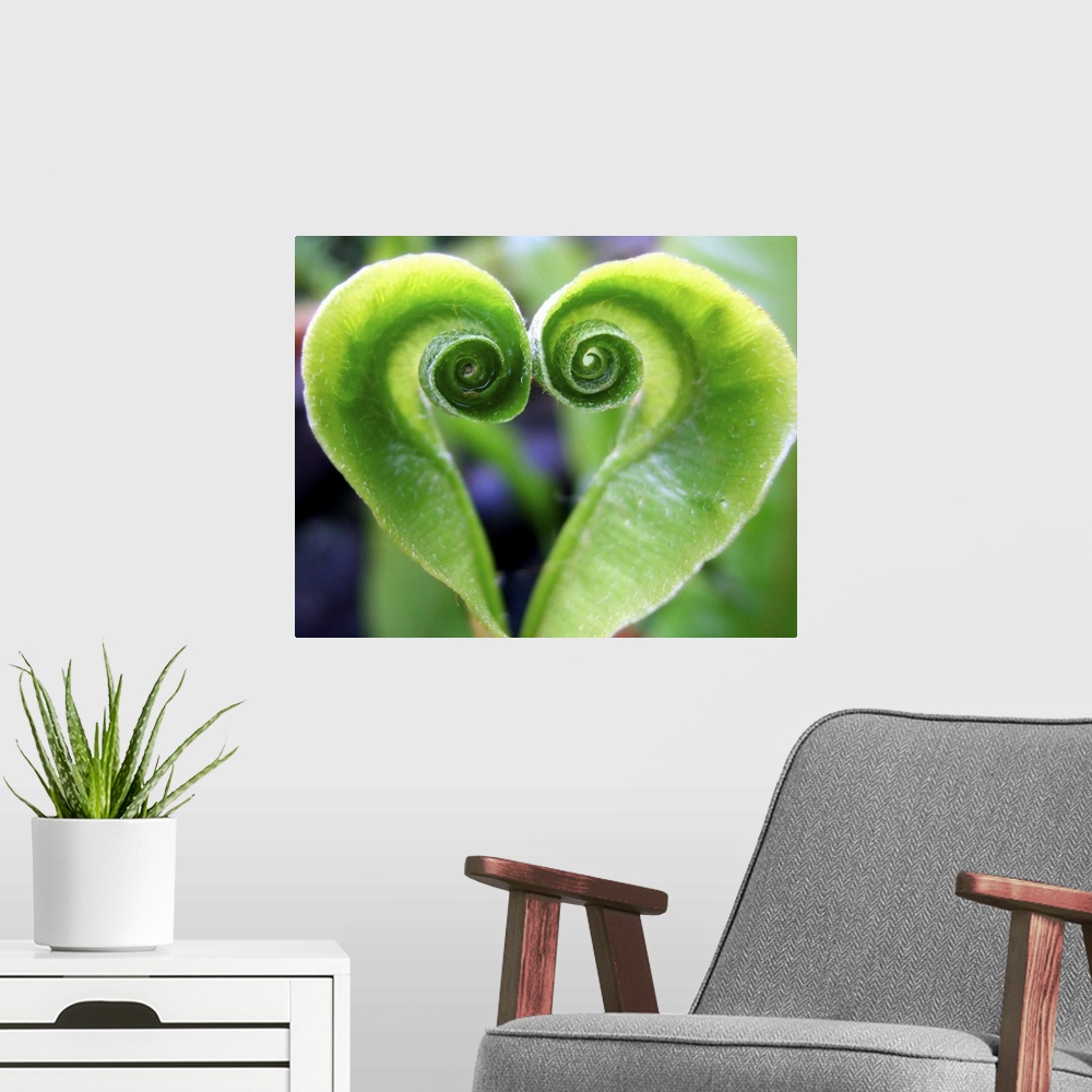 A modern room featuring Green fern plant heart shaped naturally