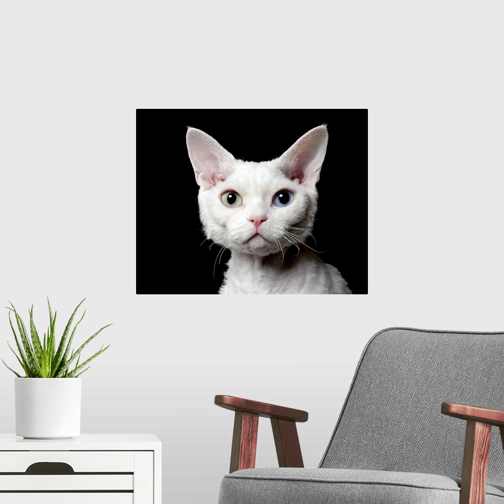A modern room featuring Odd-eyed cat