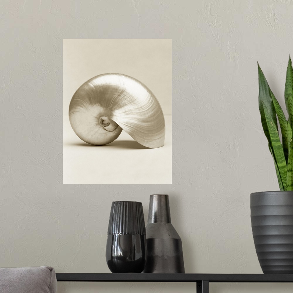 A modern room featuring Pearlised nautilus sea shell, close-up