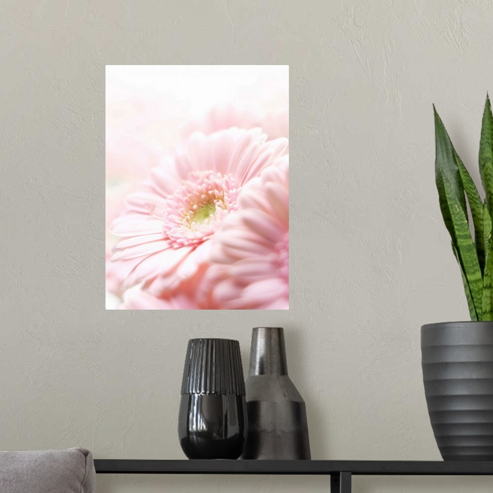 A modern room featuring Pink chrysanthemum