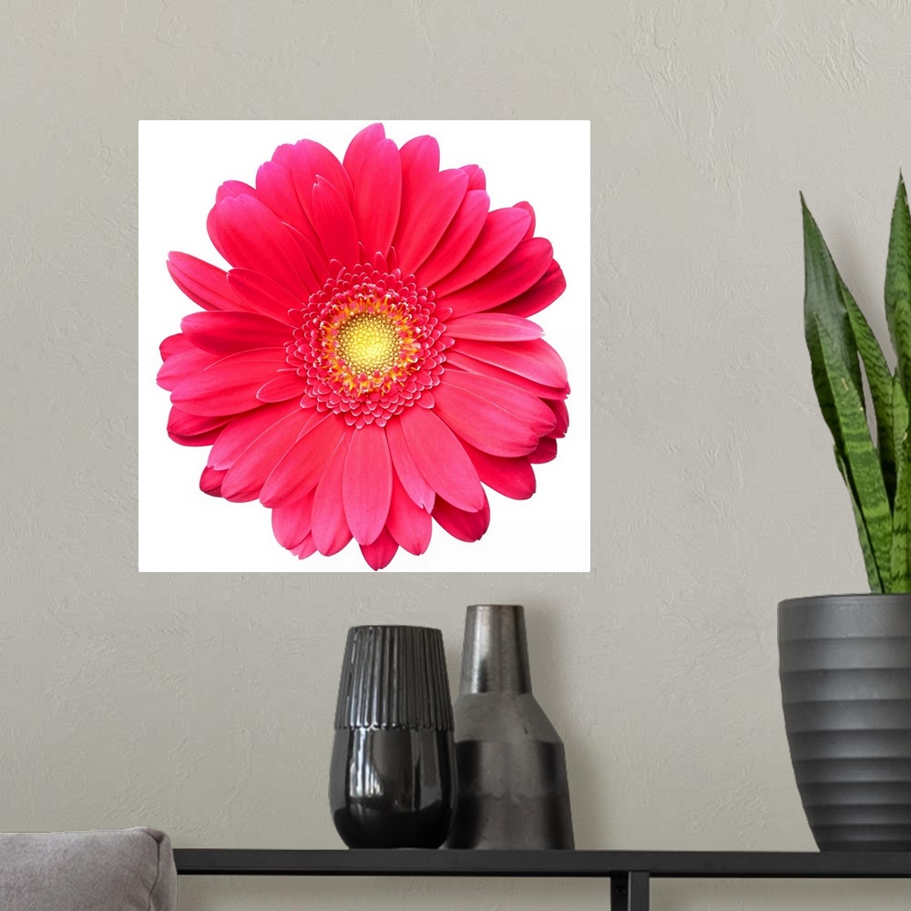 A modern room featuring Pink gerbera daisy isolated on white.