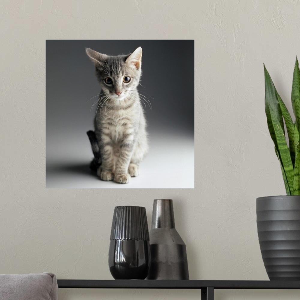 A modern room featuring Portrait of a Blue Tabby Kitten