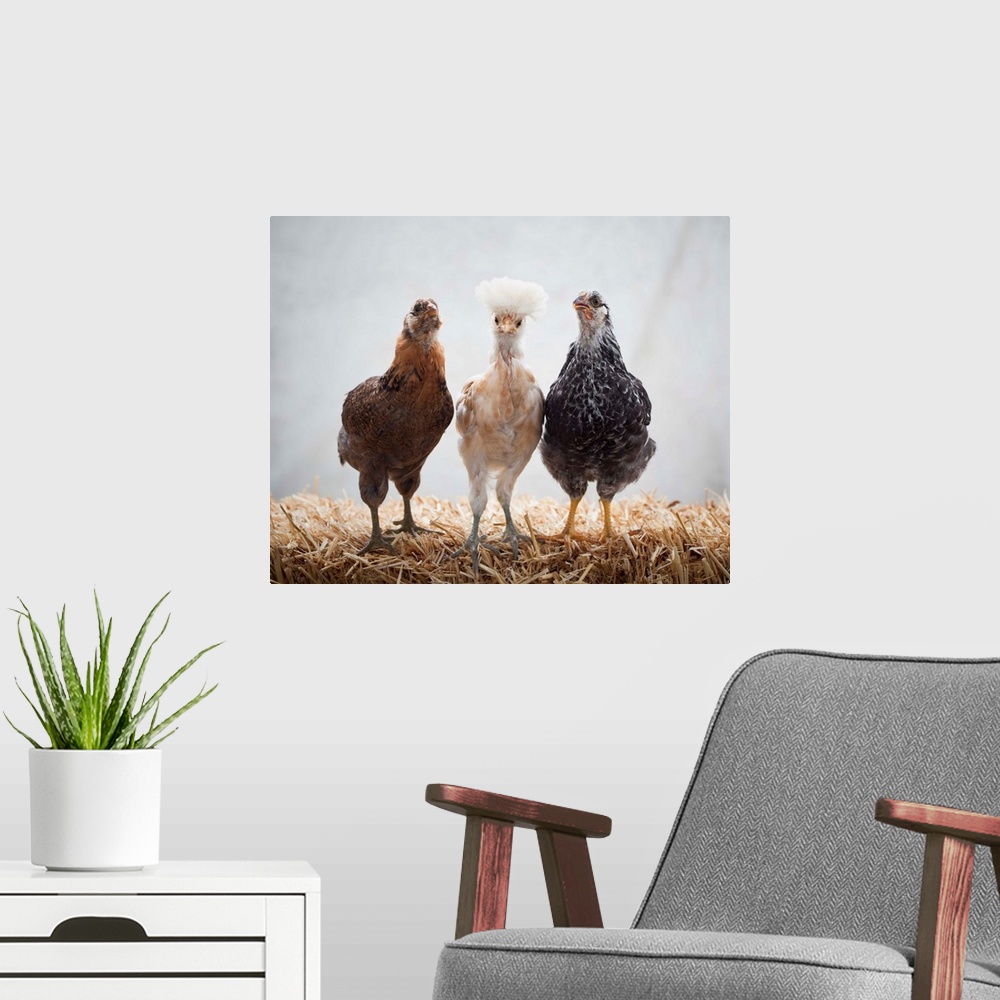A modern room featuring Portrait of Three Pet Chickens Looking forward Standing on Straw, Easter Egger, 5 weeks old, Buff...