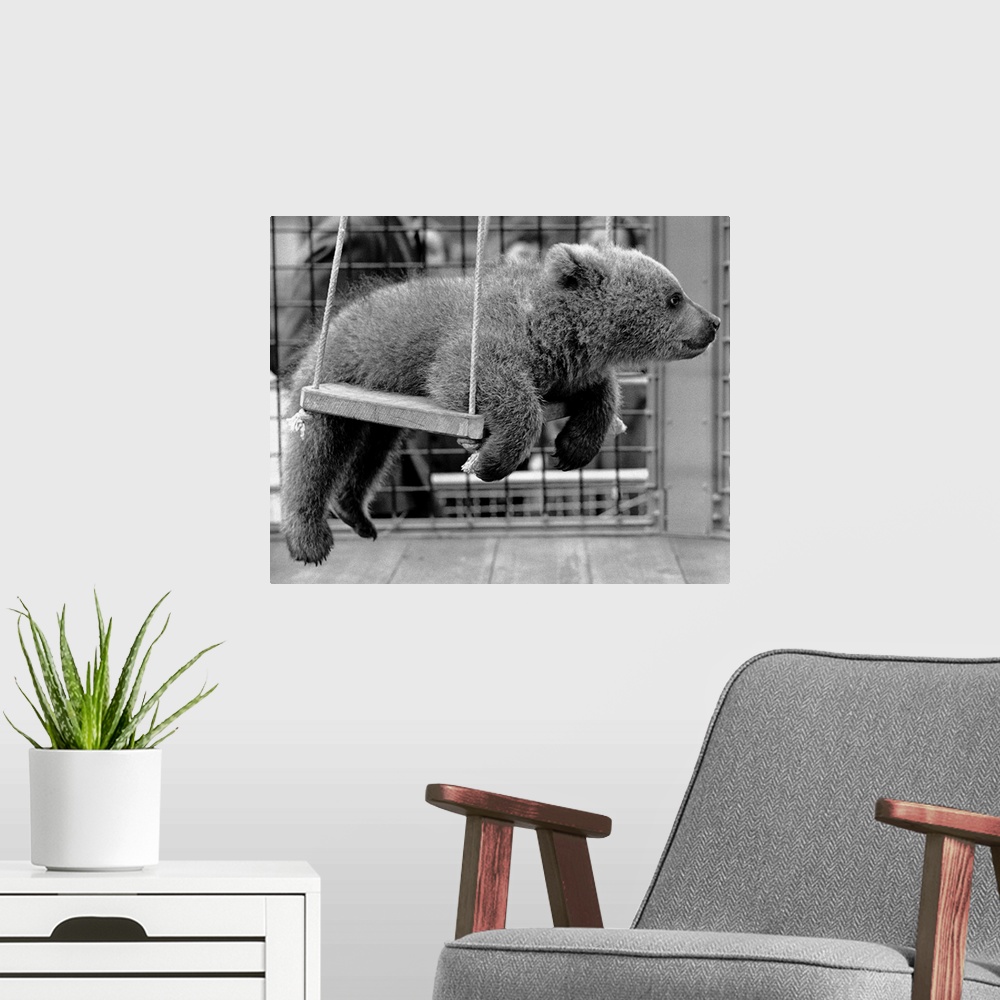 A modern room featuring Nikki, the Russian bear cub belonging to Princess Anne, loves to ride on the swing in his cage at...