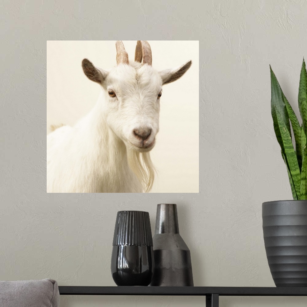 A modern room featuring Pygmy Goat, Washington, USA