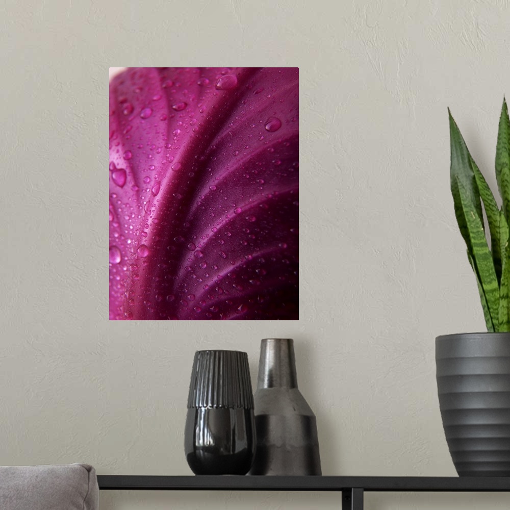 A modern room featuring Red Cabbage Leaf with Water Droplets