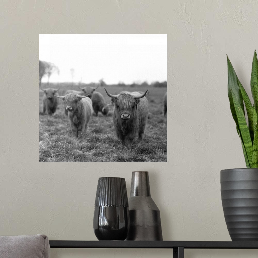 A modern room featuring Scottish highland cattle on field, Northern Germany.