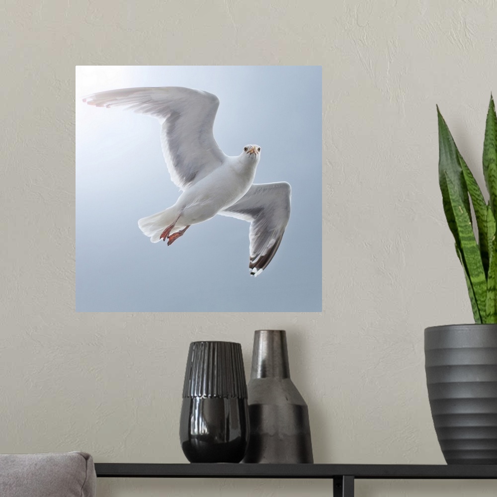 A modern room featuring Seagull looks straight into camera from sky.