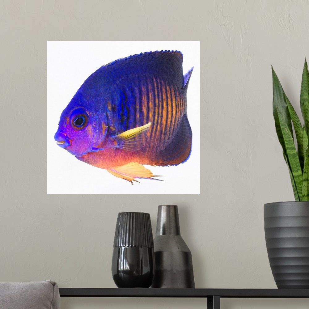 A modern room featuring The two-spined angelfish is also commonly called coral beauty angelfish.
