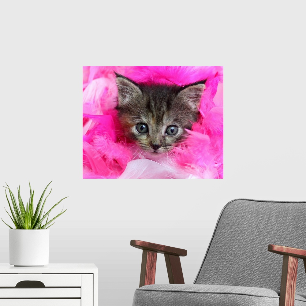 A modern room featuring Three month old tabby kitten with face surrounded by pink feathers.