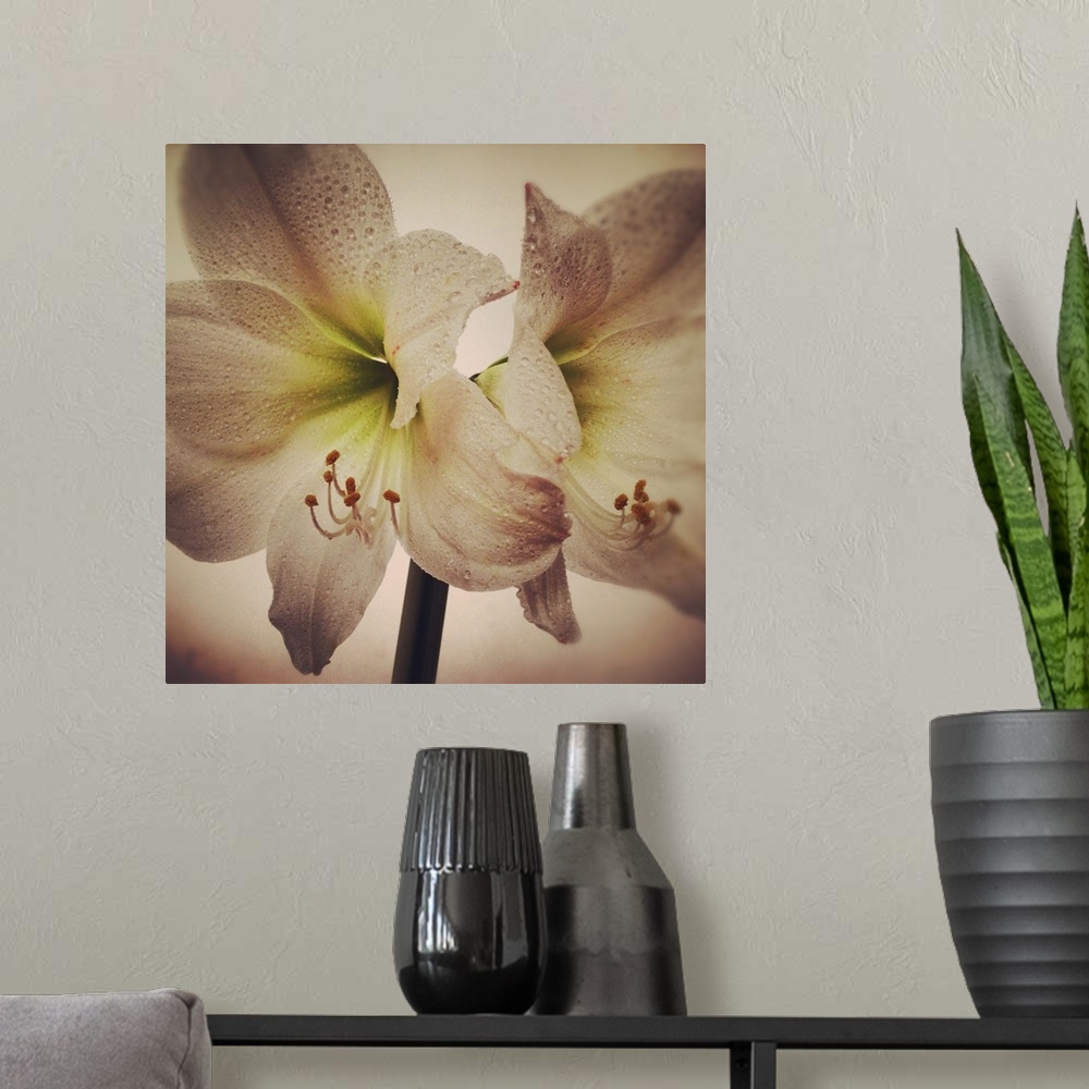 A modern room featuring Vintage toned image of amaryllis flowers.