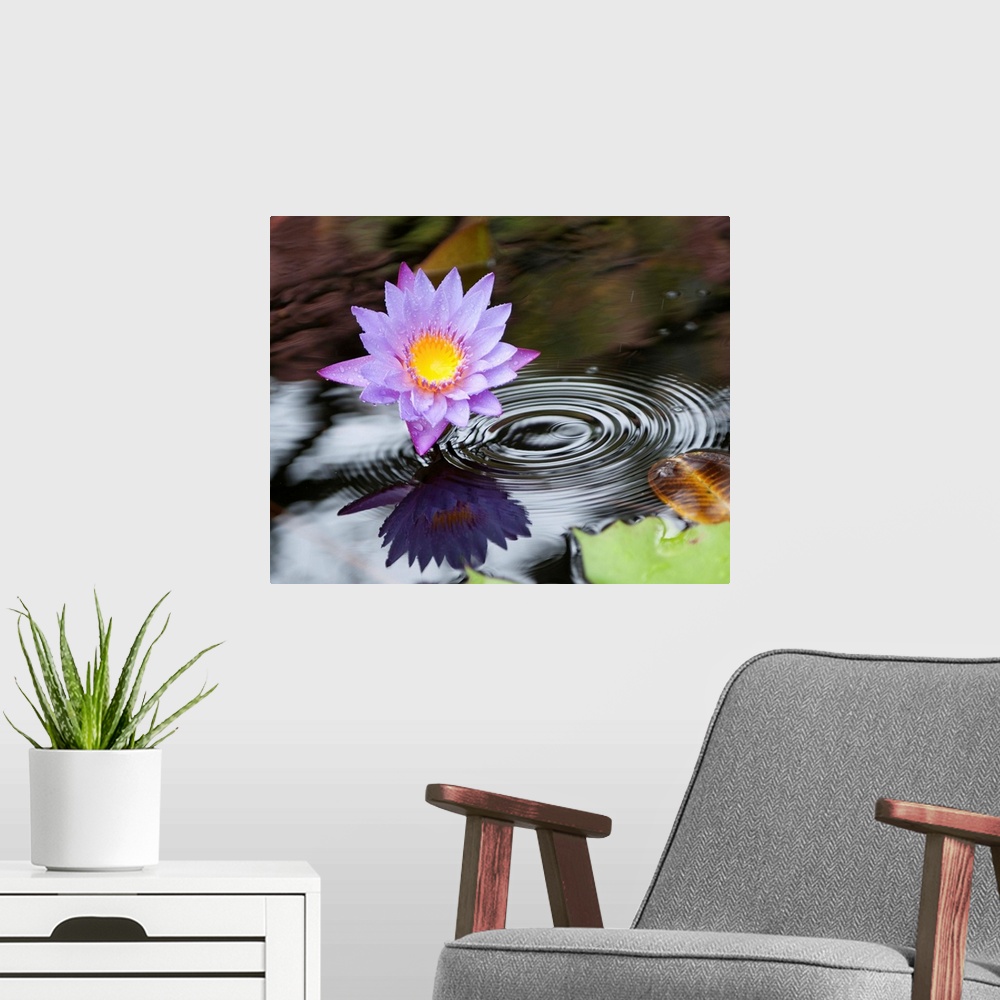 A modern room featuring Purple lotus flower in a pond with ripples from falling rain.