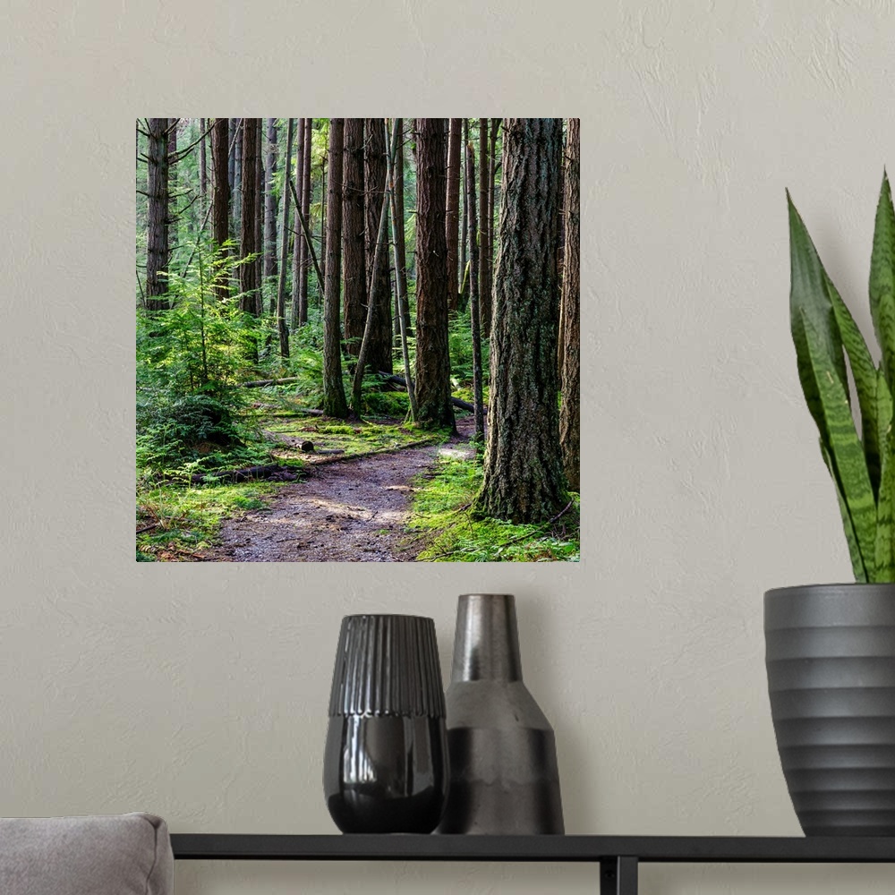 A modern room featuring A square photograph of a small path winding through trees in the woods.