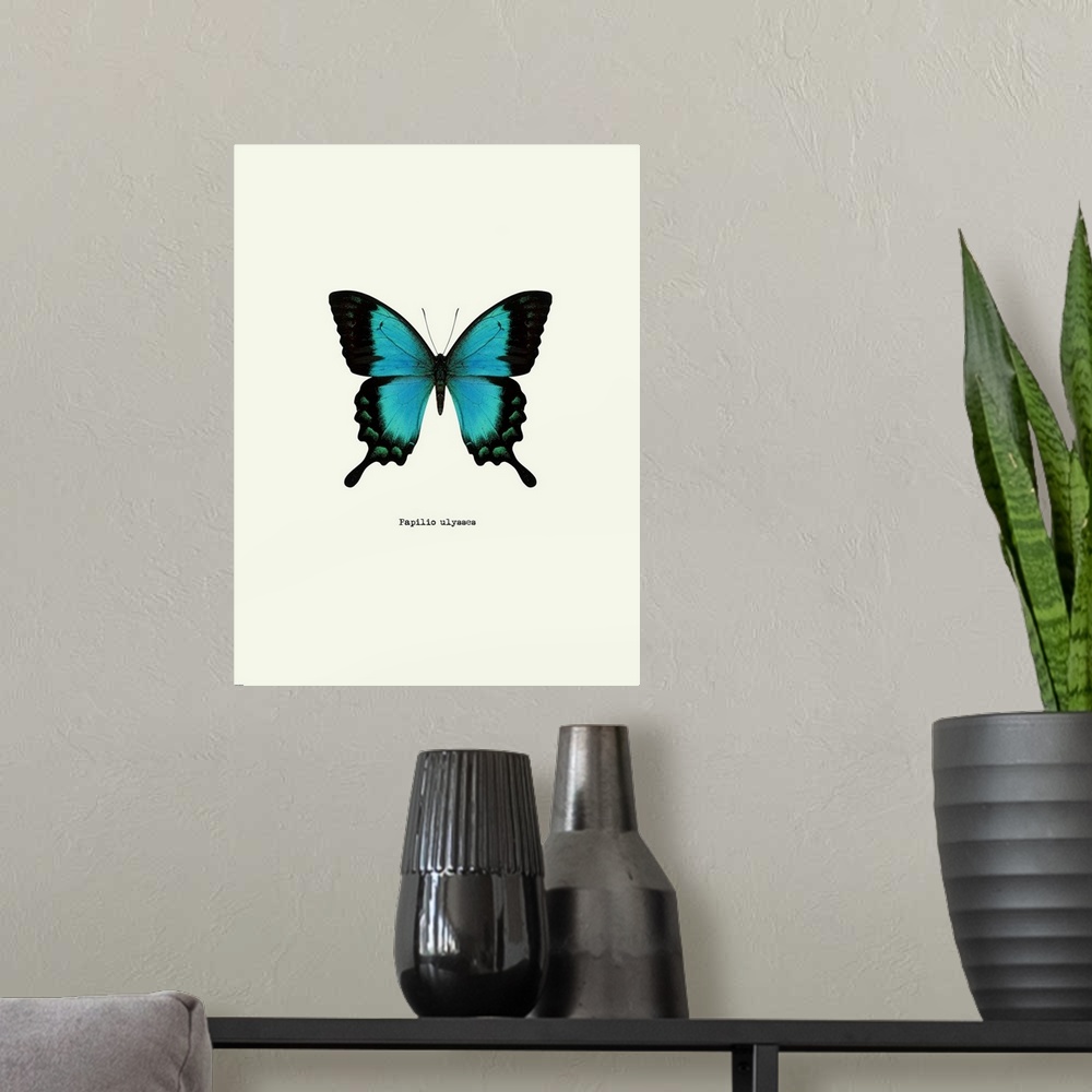 A modern room featuring Image of a blue butterfly with the scientific name below it, Papilio Ulysses.