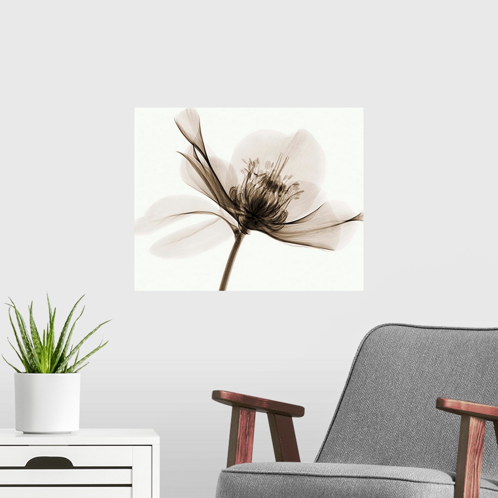 A modern room featuring X-Ray photograph of a hellebore flower against a white background.