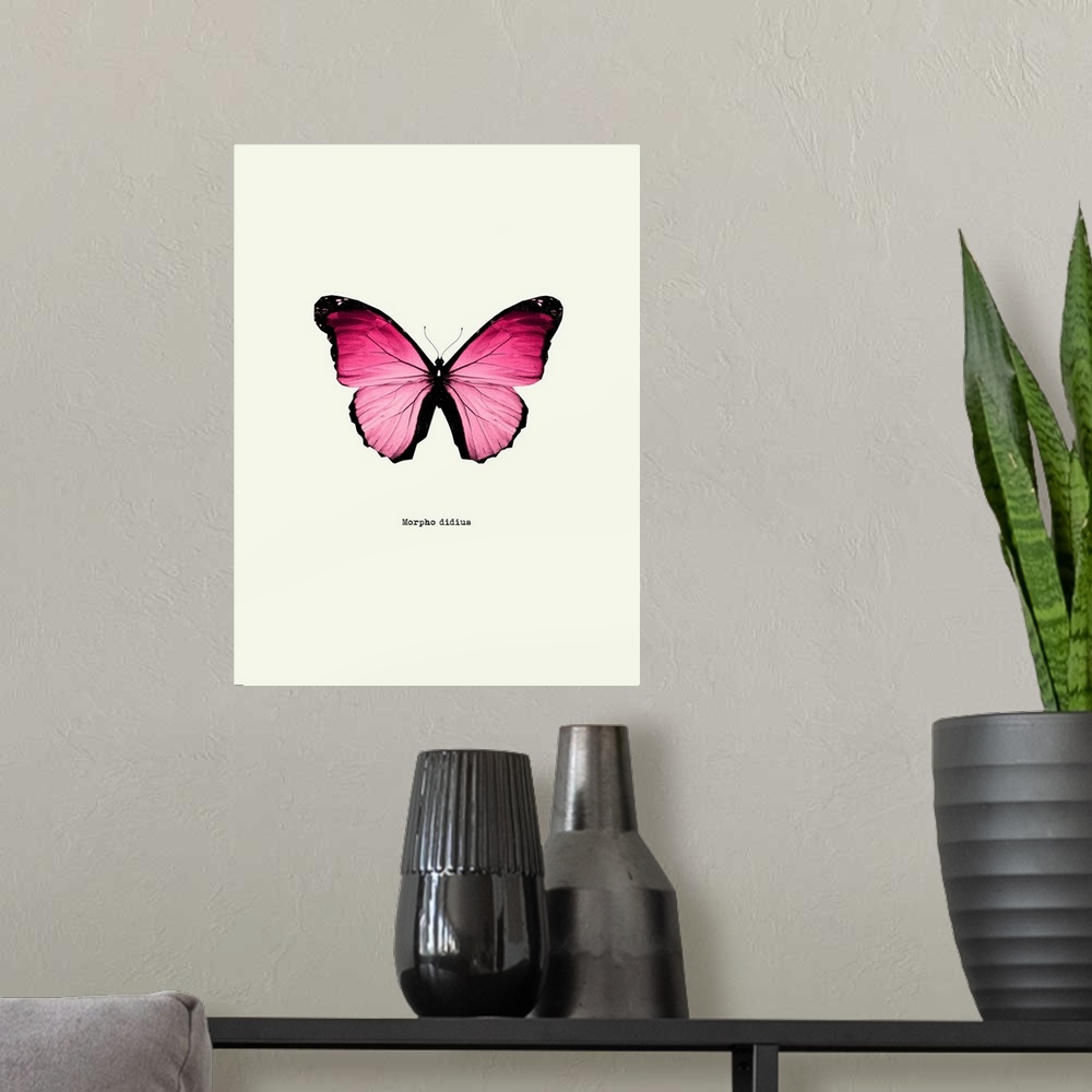 A modern room featuring Image of a pink butterfly with the scientific name below it, Morpho Didius.