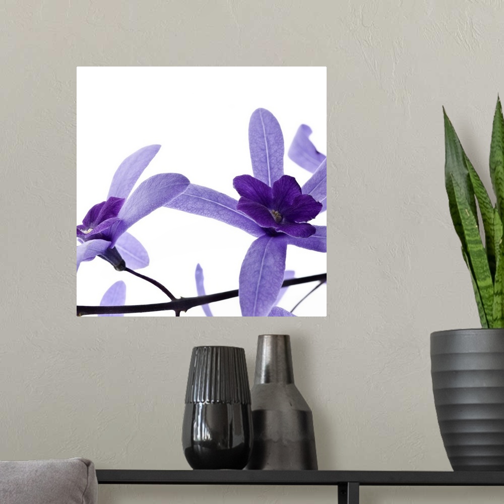 A modern room featuring Square photograph of two purple blossoms on a branch.
