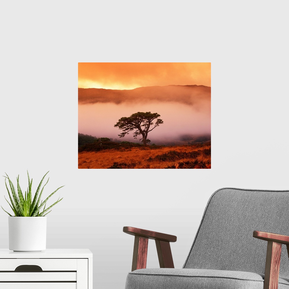 A modern room featuring Caledonian Pine In Mist, Glen Affric, Highland Region, Scotland