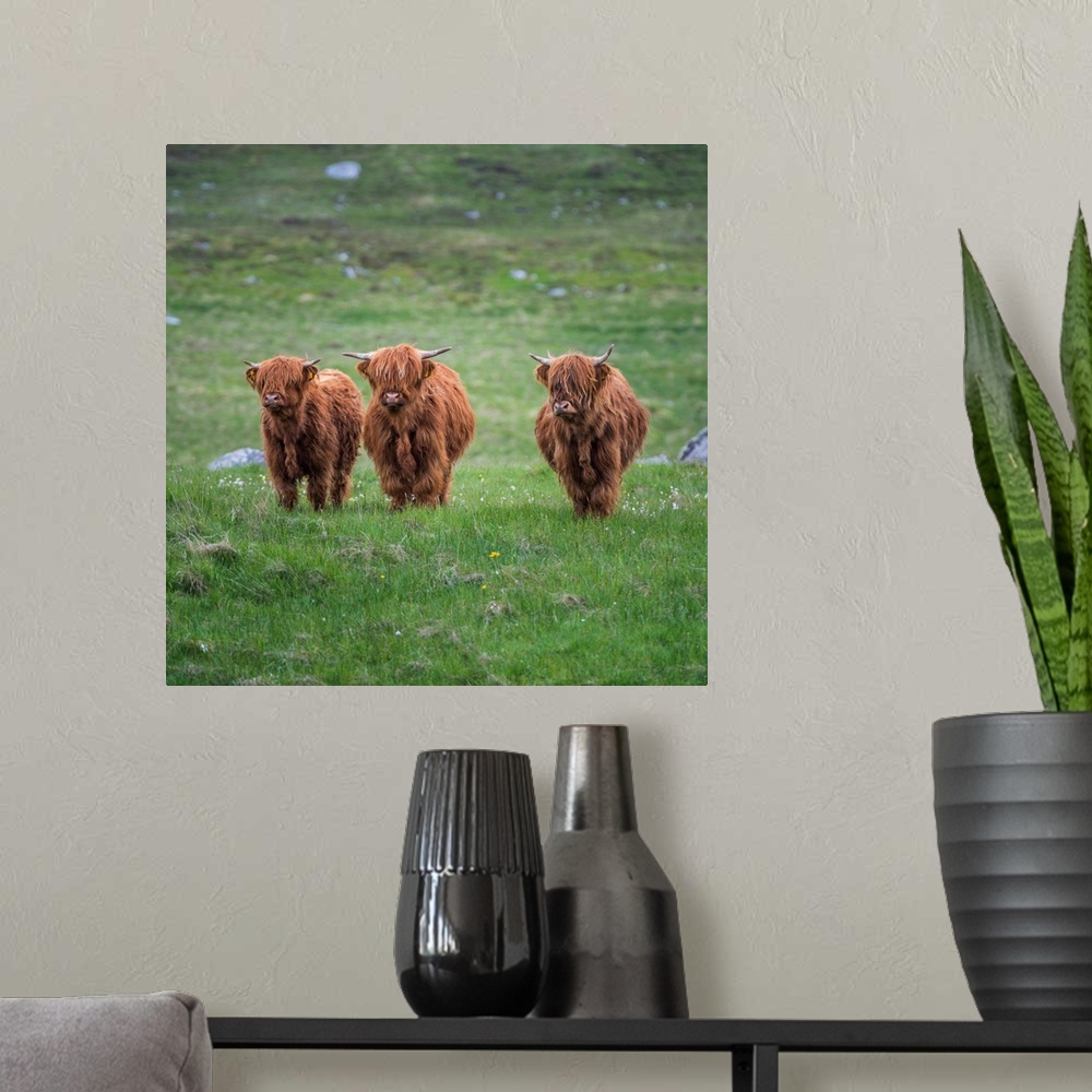 A modern room featuring Highland Cattle, Isle Of Lewis, Outer Hebrides, Scotland