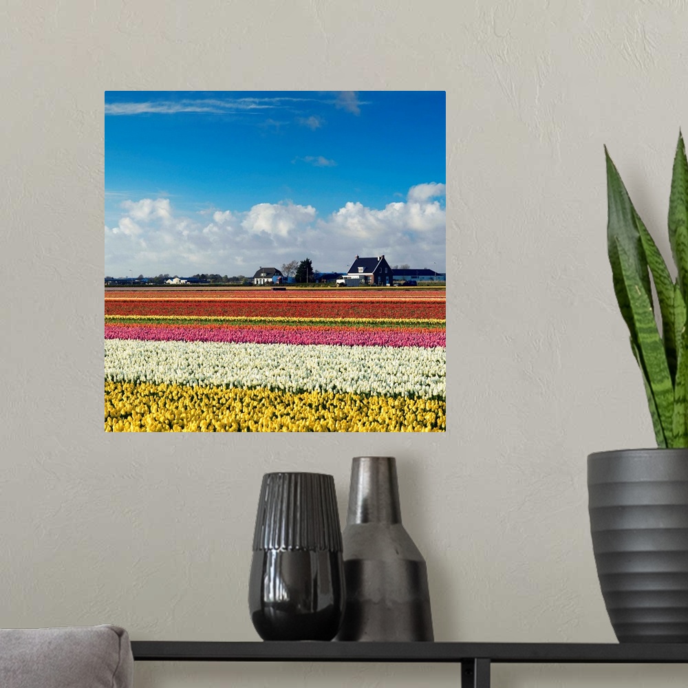A modern room featuring Tulips in fields, Lisse, Netherlands