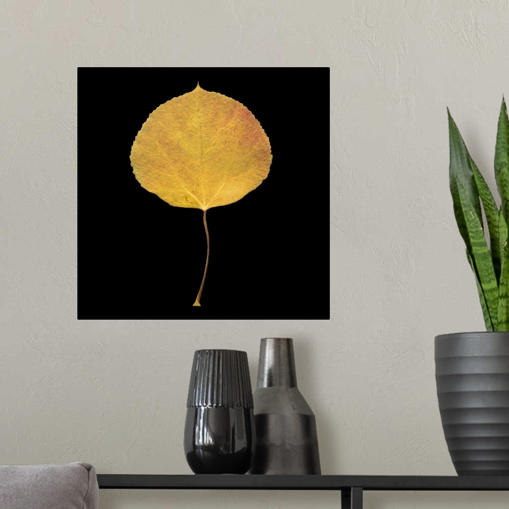 A modern room featuring Square, large wall hanging of a single golden aspen leaf on a solid black background.