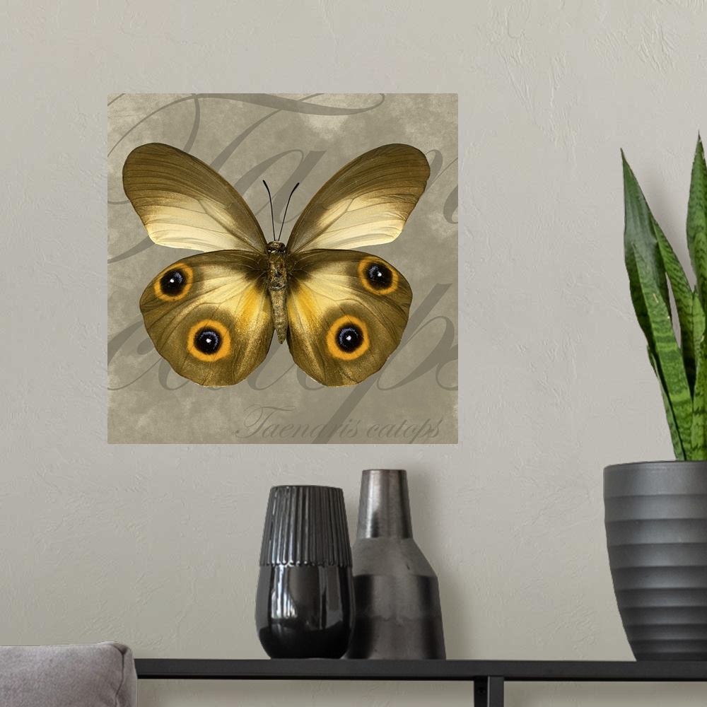 A modern room featuring Square canvas of a butterfly layered on top of writing.